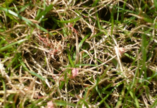 Červená nitkovitost trav (Laetisaria fuciformis)